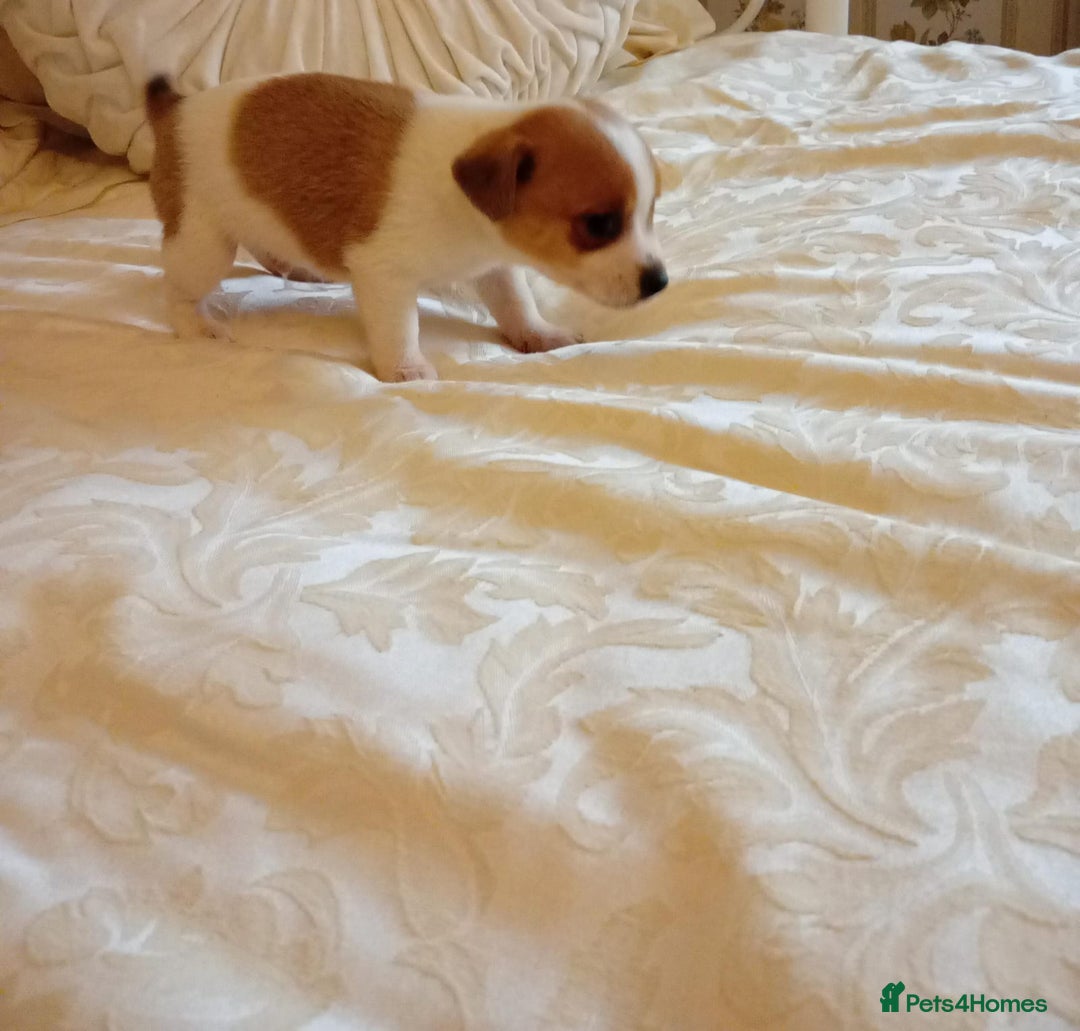 Jack Russell dogs for sale: Miniature Jack Russell puppies  - Image 8