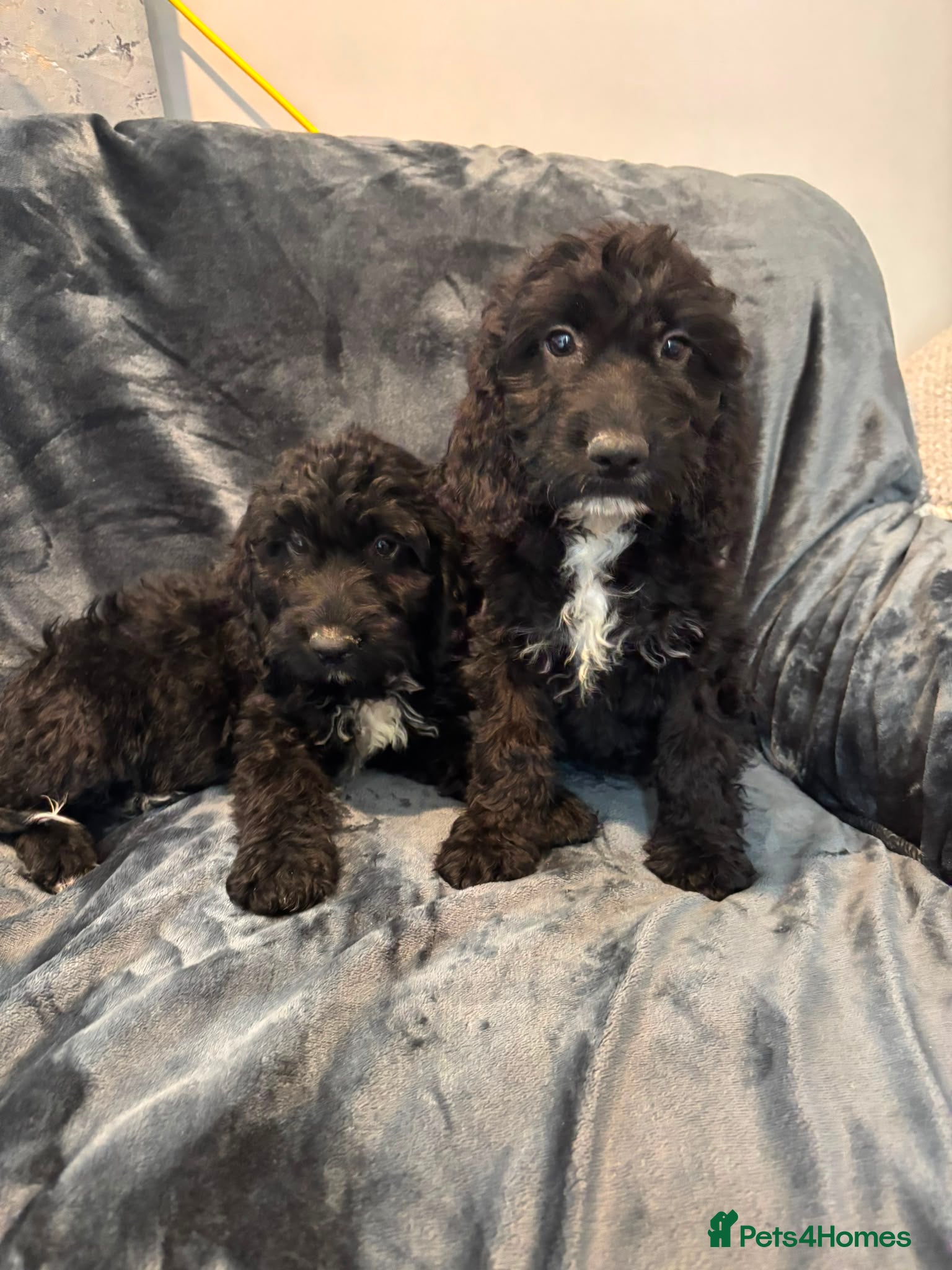Cockapoo dogs Beautiful F1 Cockapoos Fully  Vaccinated Ready Now - Advert 15
