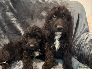 Cockapoo dogs Beautiful F1 Cockapoos Fully Vaccinated Ready Now - Advert 15