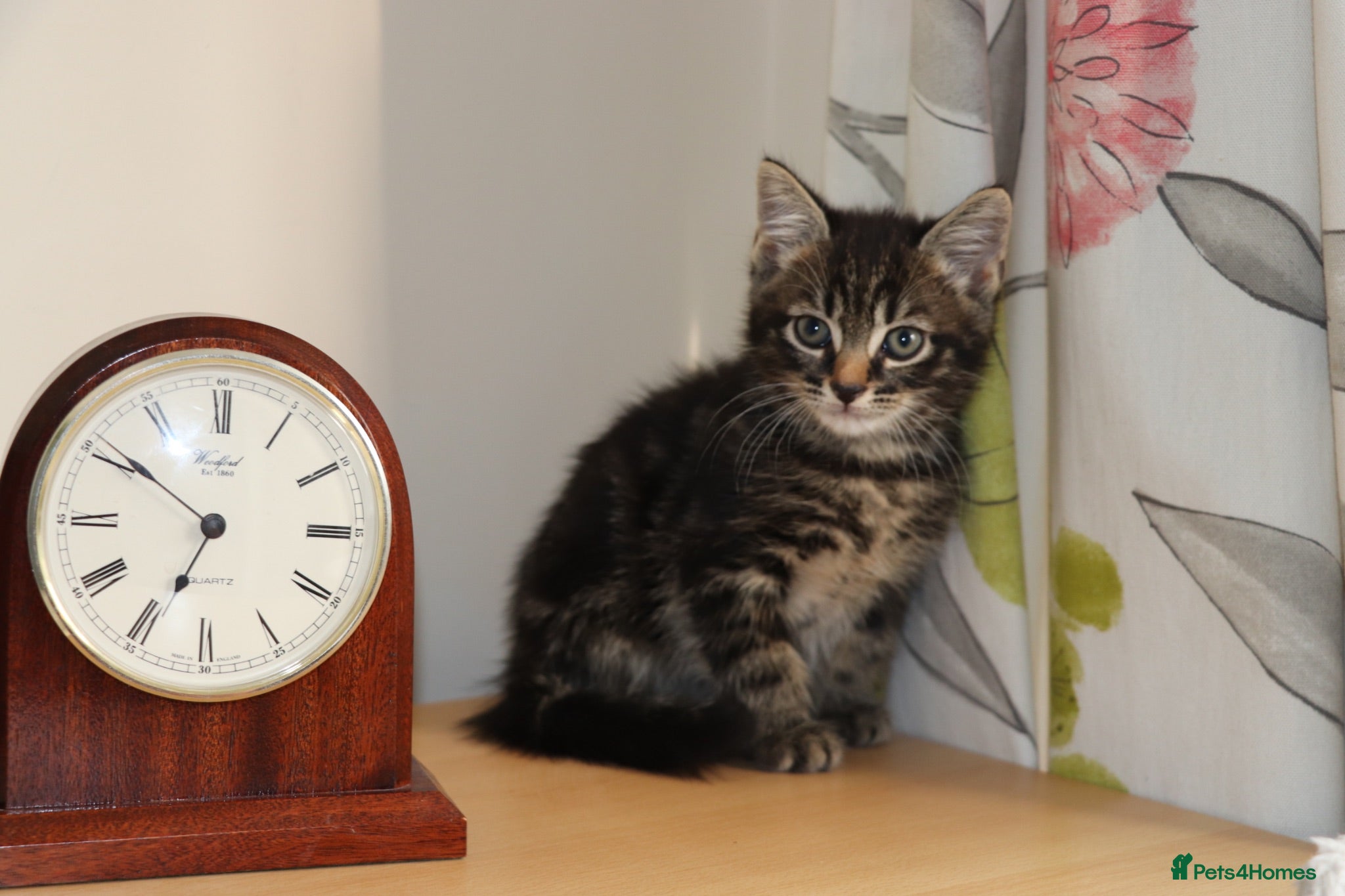 Mixed Breed cats Tabby Kittens Ready for Collection  - Advert 18