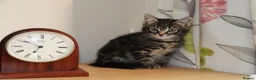 Mixed Breed cats for sale: Tabby Kittens Ready for Collection  - Advert 9