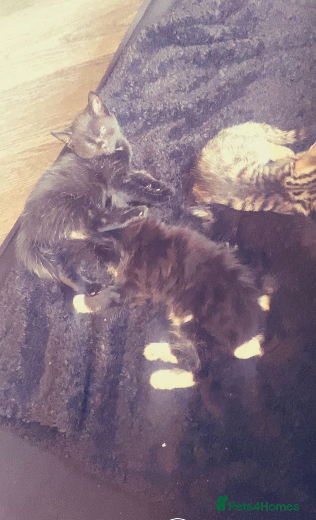 Mixed Breed cats for sale: 4 kittens, 3 girls & 1 boy - Advert 9