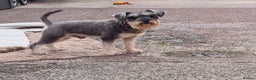 Miniature Schnauzer dogs for stud: PROVEN KC Miniature schnauzer stud  in Edinburgh - Advert 6