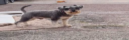 Miniature Schnauzer dogs for stud: PROVEN KC Miniature schnauzer stud  in Edinburgh - Advert 6