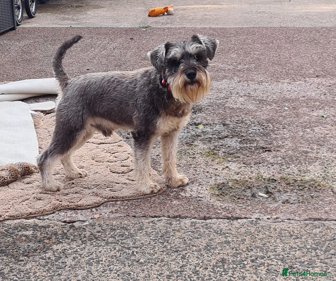 Miniature Schnauzer dogs for stud: PROVEN KC Miniature schnauzer stud  in Edinburgh - Advert 6