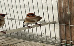 Finches birds for sale: Finches  - Image 16