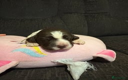 Cockerdor dogs for sale: Cockerdors  - Advert 15