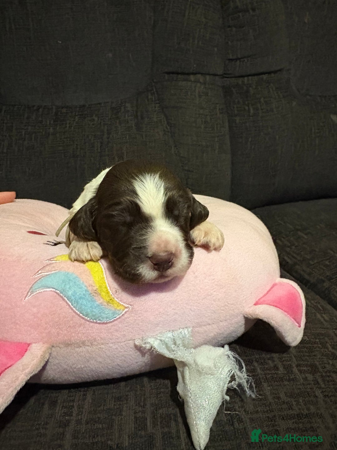 Cockerdor dogs for sale: Cockerdors  - Advert 15