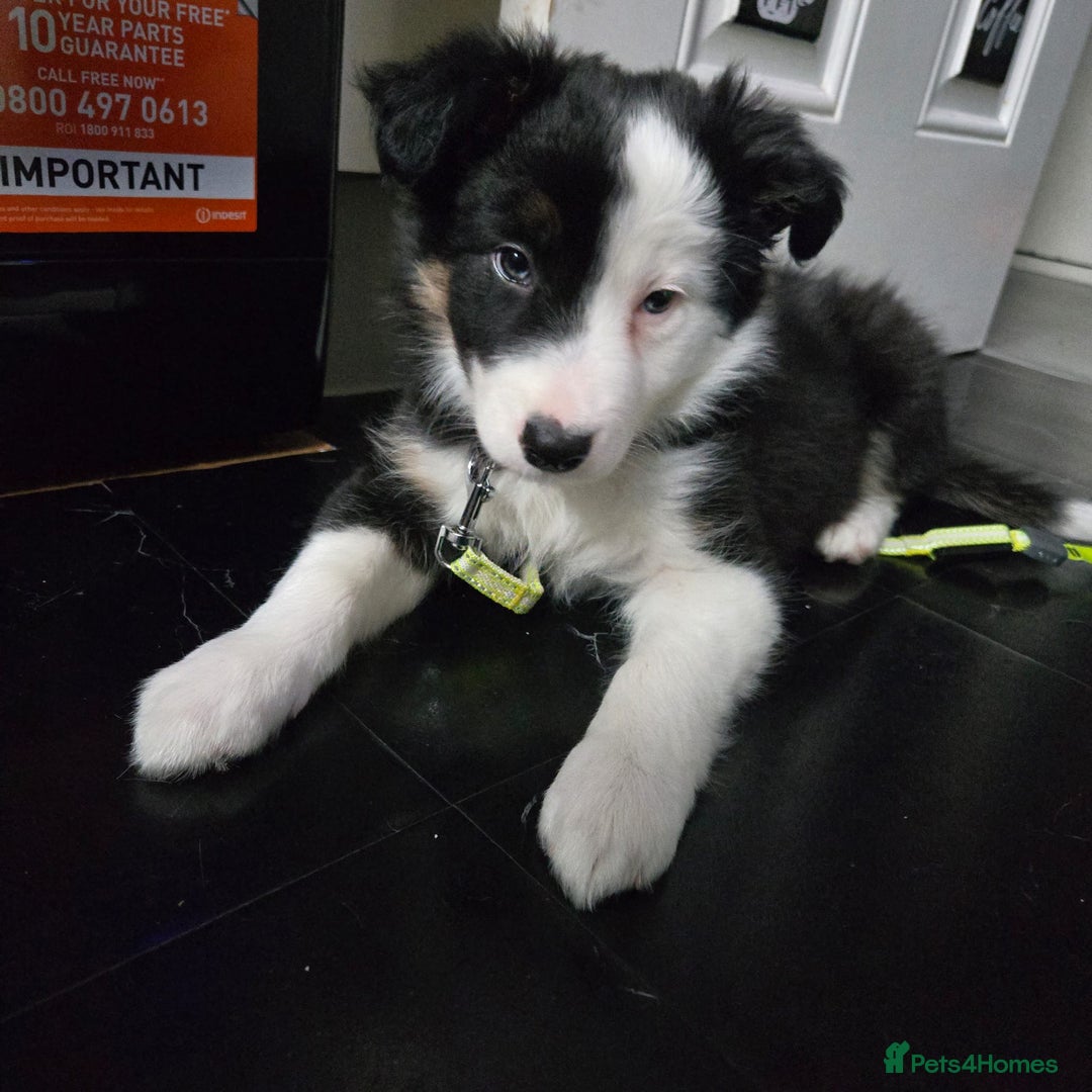 Border Collie dogs for sale: Border Collie  - Advert 4