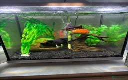 Goldfish fish for sale: Fancy Goldfish for new home 🐟🏡 - Image 7