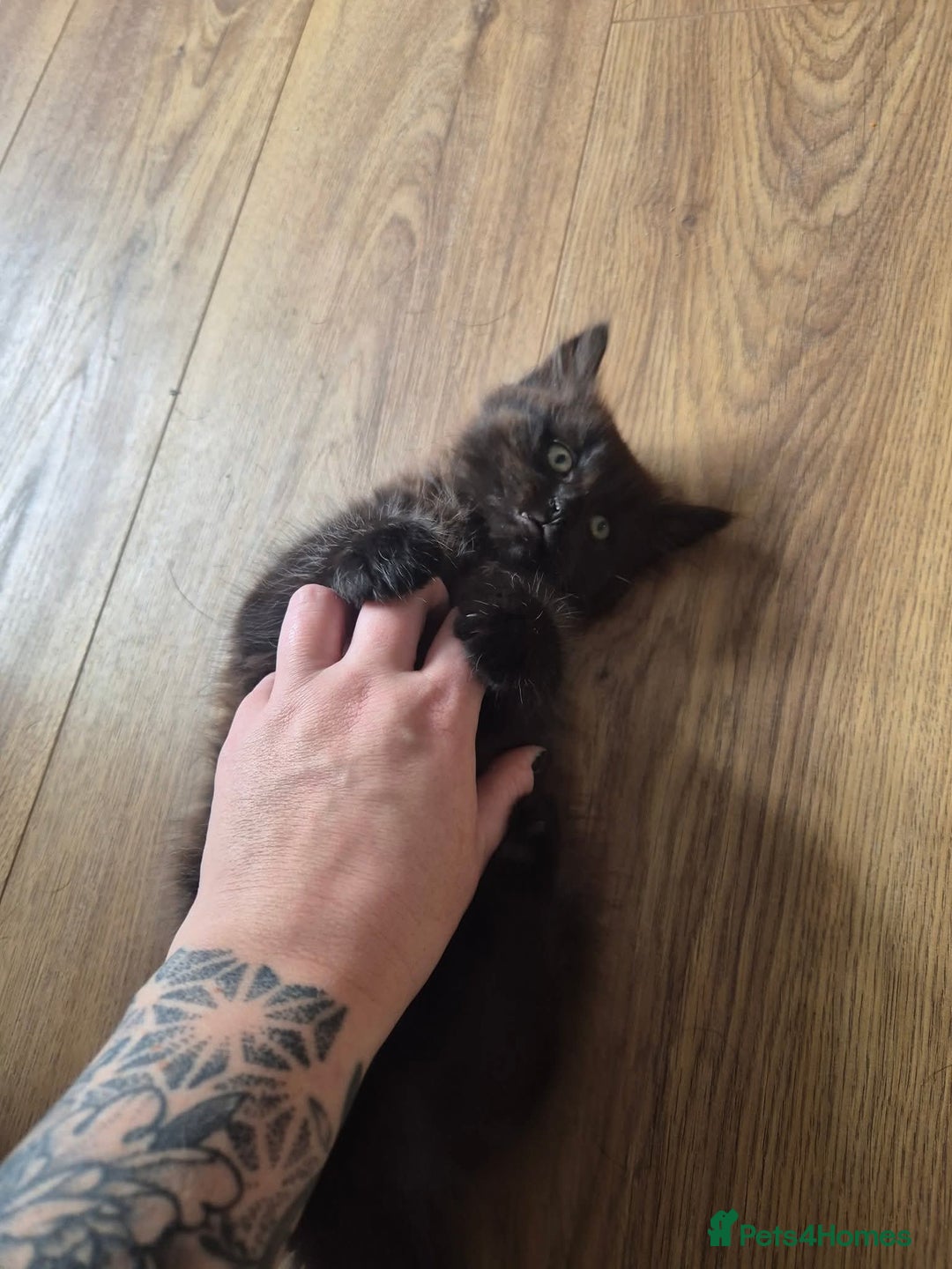 Domestic Shorthair cats for sale: 1 male 1 female  - Image 1