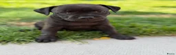 Staffordshire Bull Terrier dogs for sale: KC REGISTERED STAFFORDSHIRE BULL TERRIERS  - Advert 12