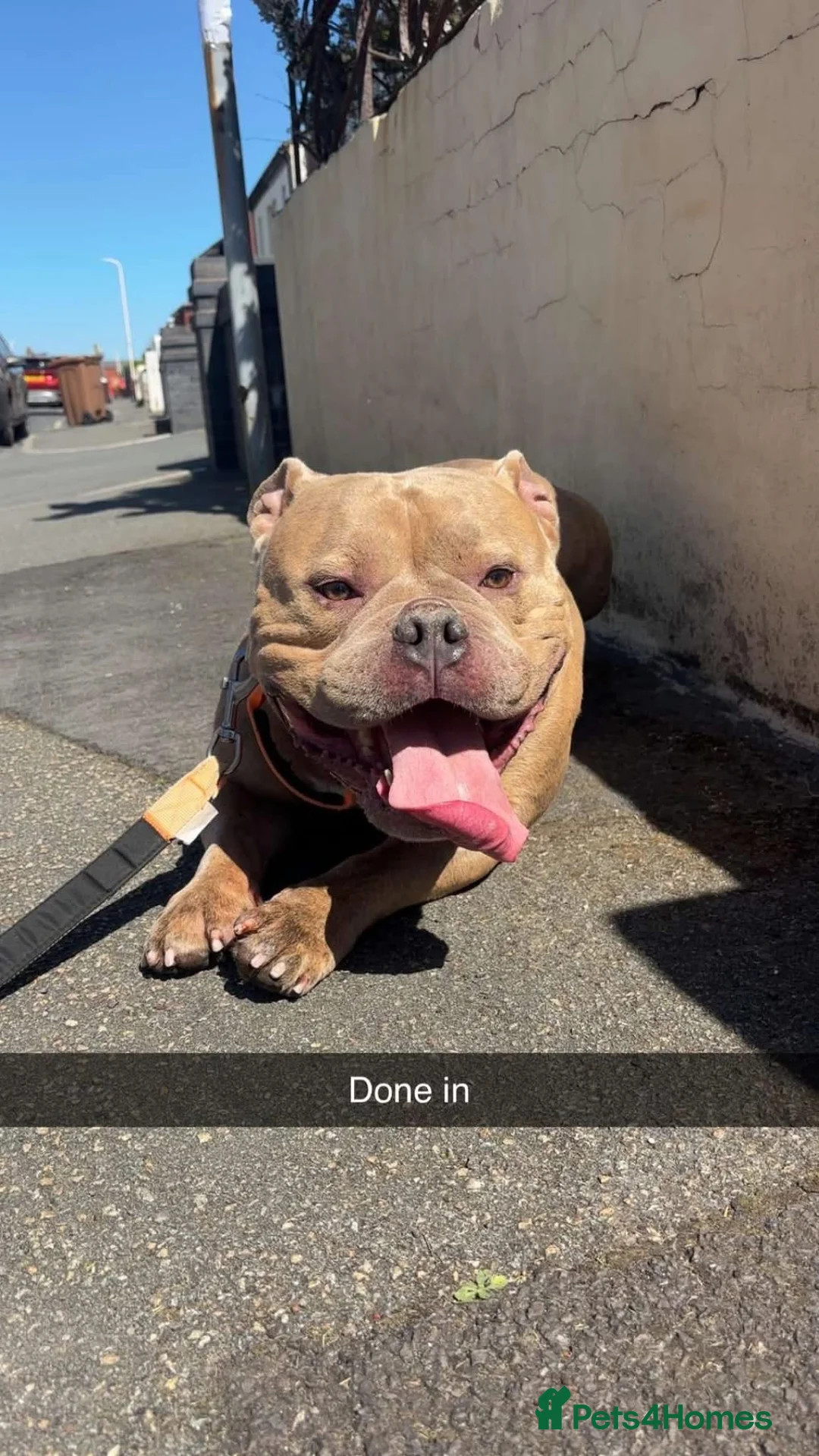 American Bully dogs for sale: Pocket bully ( ghost lilac tri ) in Southport - Advert 2
