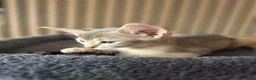 Abyssinian cats for sale: Beautiful Abyssinian Kitten  - Advert 4