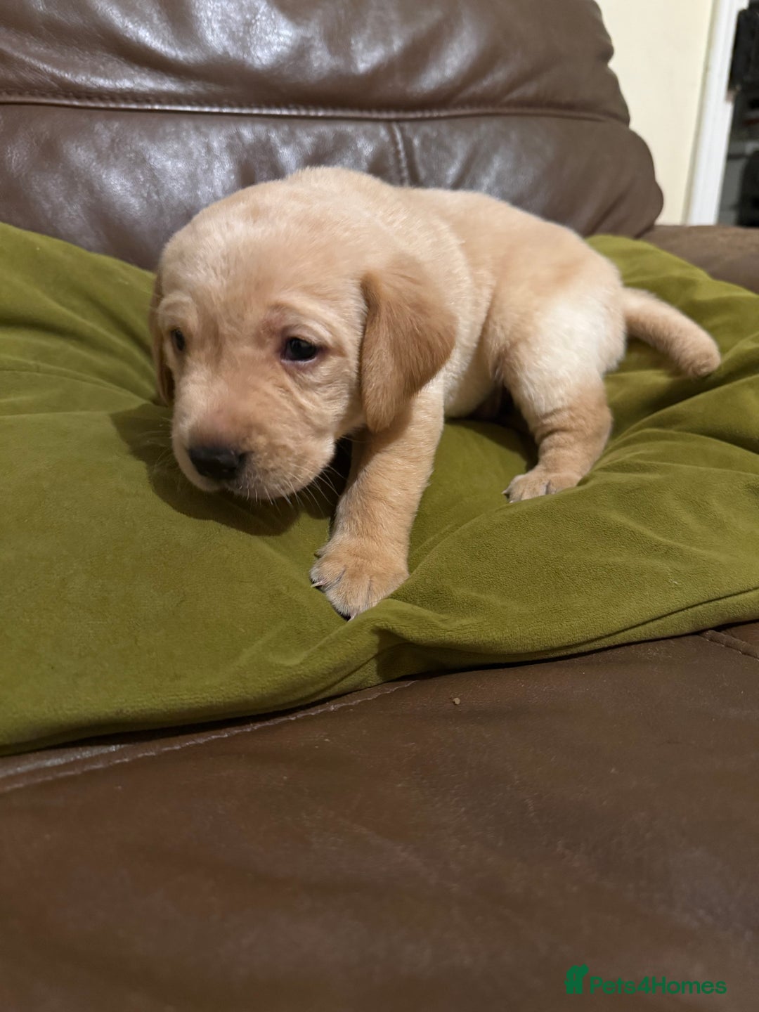 Labrador Retriever dogs for sale: Labrador puppies - Advert 11