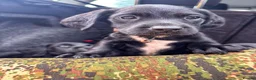 Springador dogs for sale: Beautiful Springador Puppies 🐾 - Advert 4