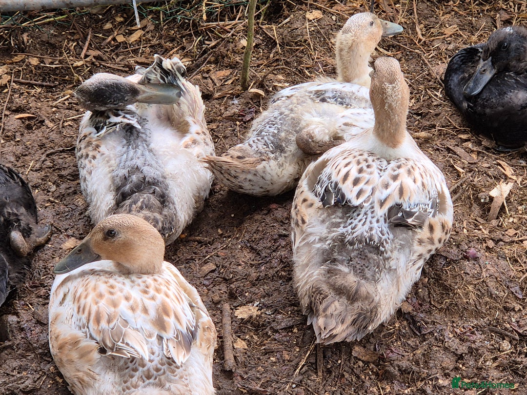 Ducks poultry for sale: Runner ducklings - Image 5