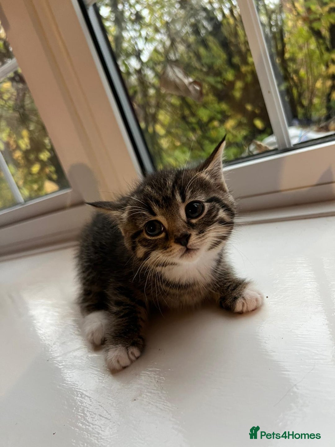 Maine Coon cats for sale: Little Half Main Coons - Advert 26