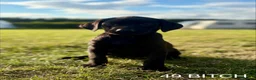 Labrador Retriever dogs for sale: Kc Health Tested Labrador puppies  - Advert 1