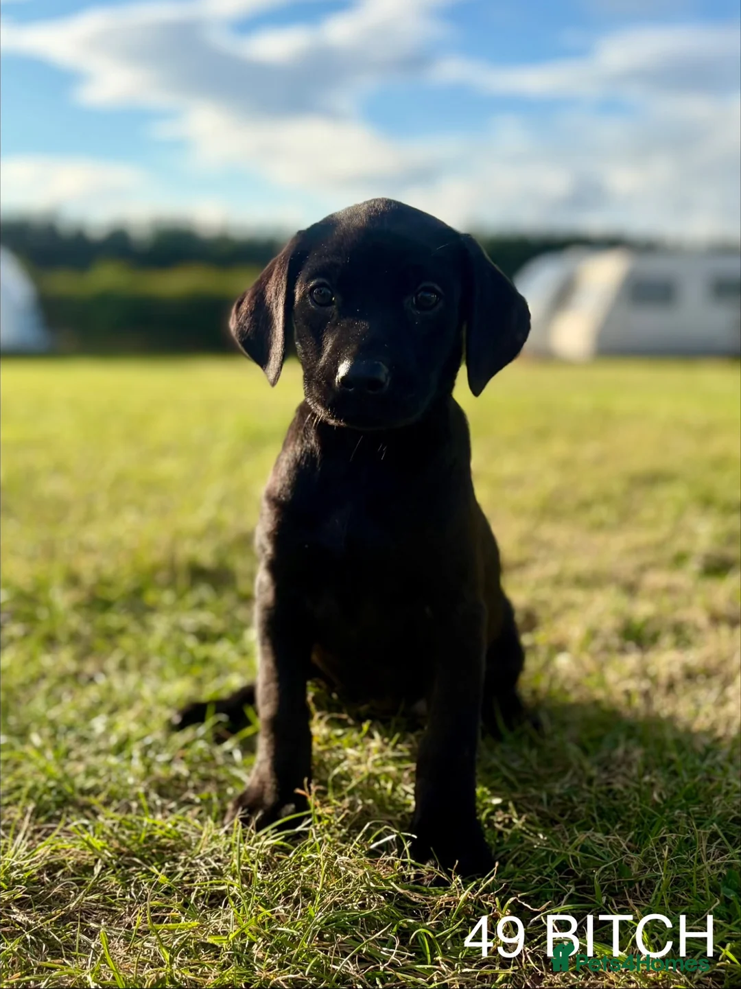 Labrador Retriever dogs for sale: Kc Health Tested Labrador puppies  - Advert 1