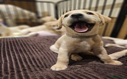 Labrador Retriever dogs for sale: Labrador Puppies for sale 24/10/25 onwards - Image 3