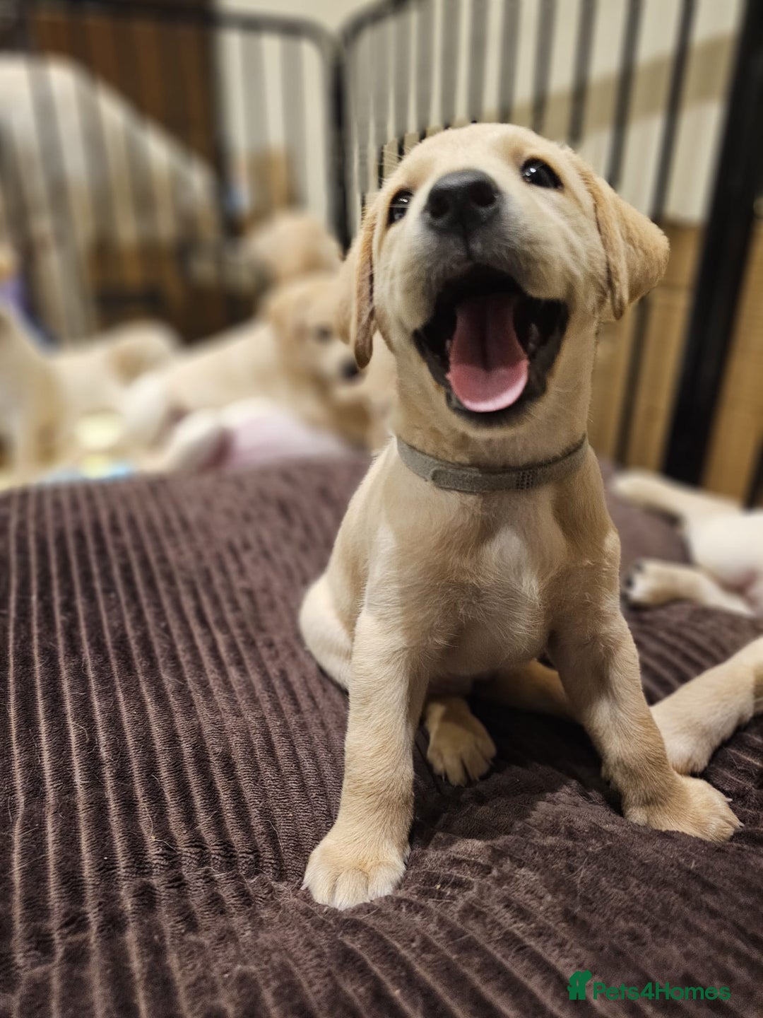 Labrador Retriever dogs for sale: Labrador Puppies for sale 24/10/25 onwards - Image 3