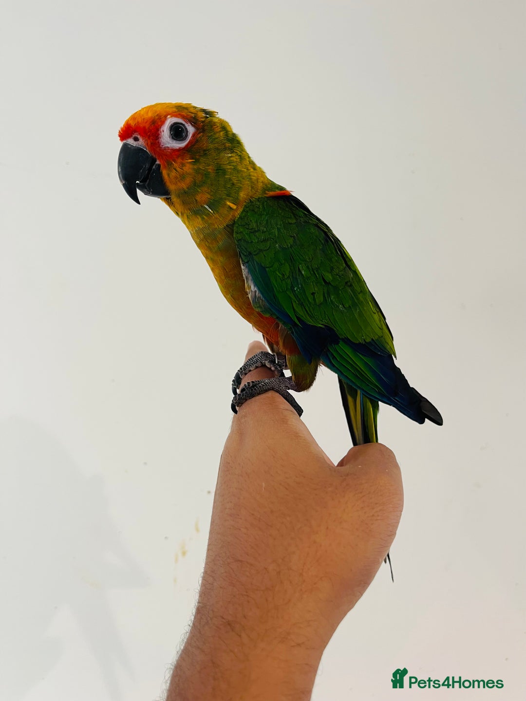 Conures birds for sale: Hand reared conures for sale - Image 19