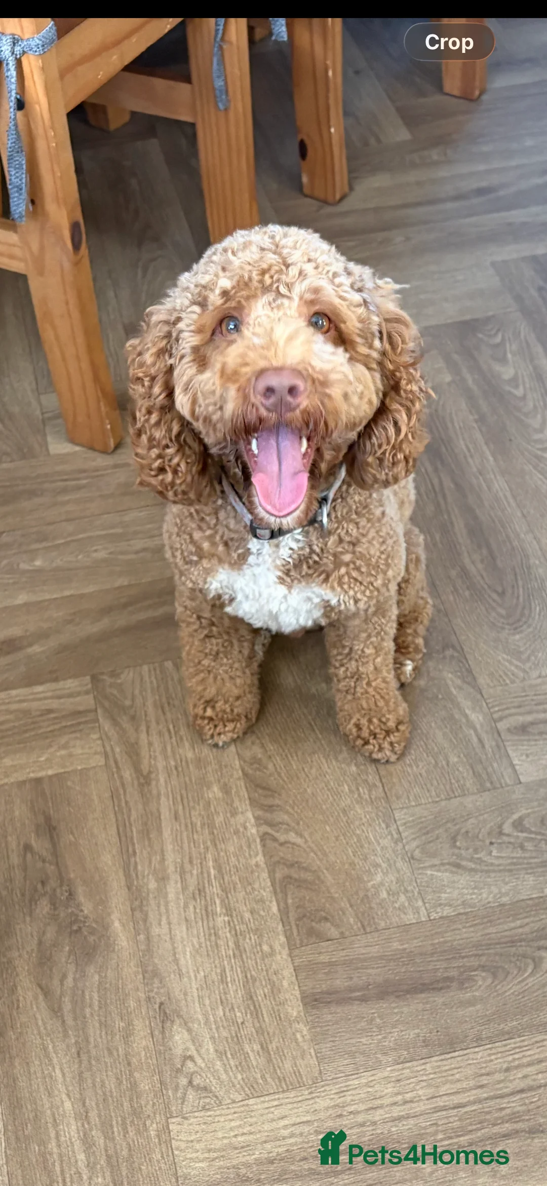 Cockapoo dogs for stud: Gorgeous deep red cockapoo for stud  - Advert 1