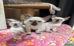 Siamese cats for sale: 1 cute Siamese girl available now-fully vaccinated - Image 8