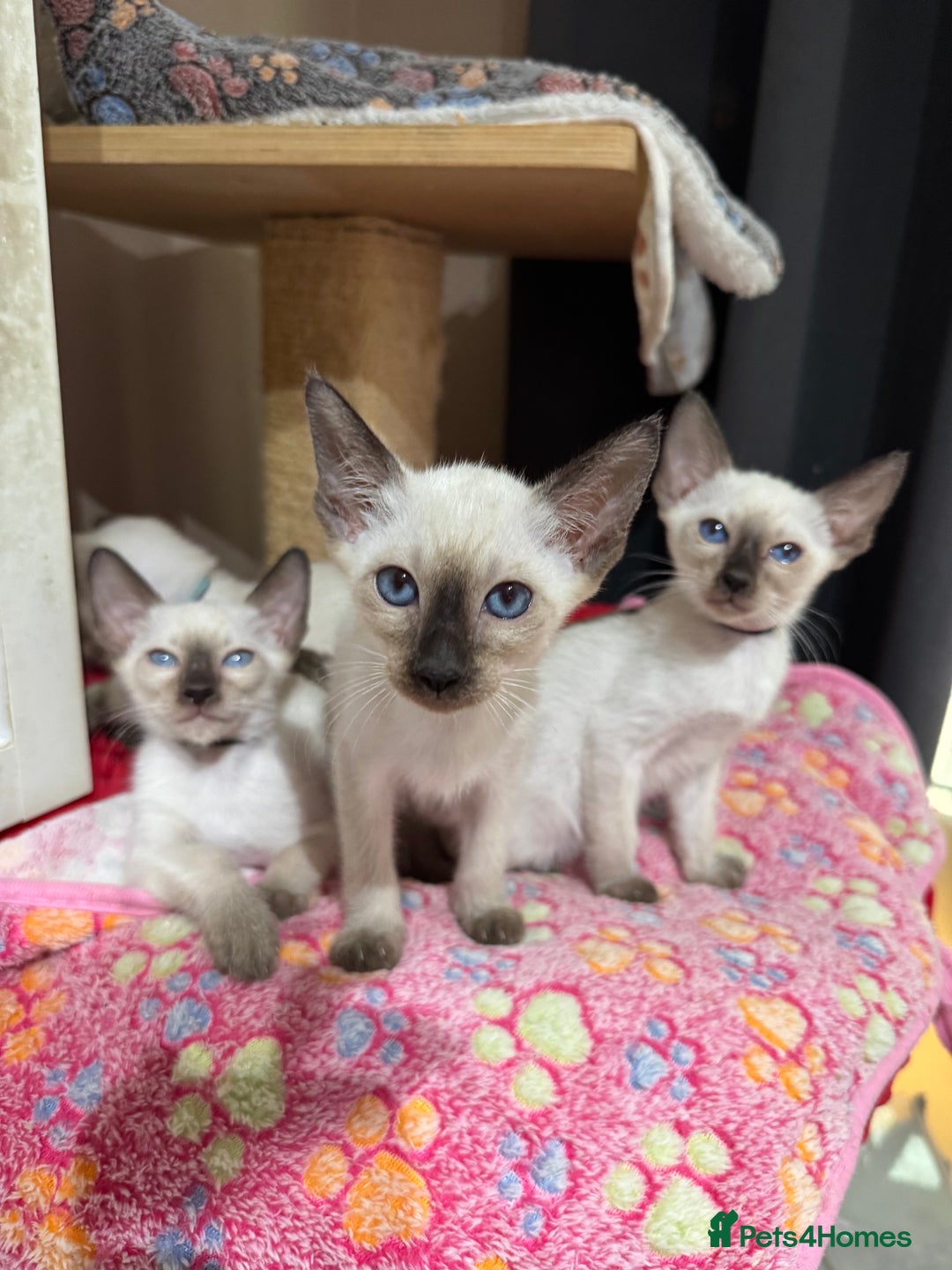 Siamese cats for sale: 1 cute Siamese girl available now-fully vaccinated - Image 8