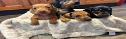 Dachshund dogs for sale: Dachshund puppies - Advert 19