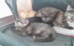 British Shorthair cats for sale: Cute playful smart kittens ready for new homes - Image 6