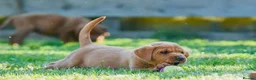 Labrador Retriever dogs for sale: Deep Red Labrador Puppies  - Advert 14