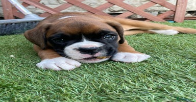 Boxer dogs - Advert 10