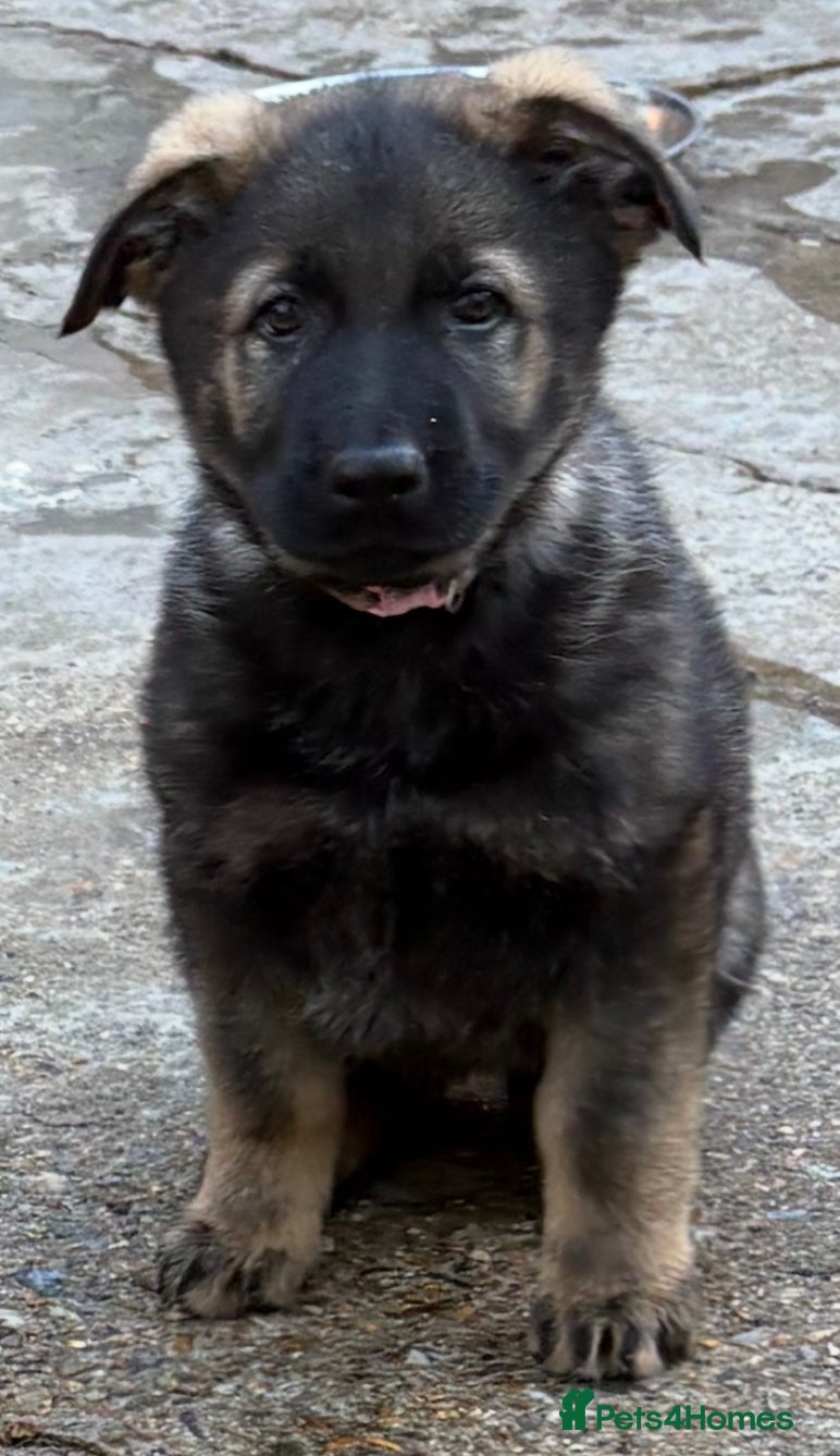 German Shepherd dogs 10 PURE germ shepherd puppies ENFIELD - Advert 3