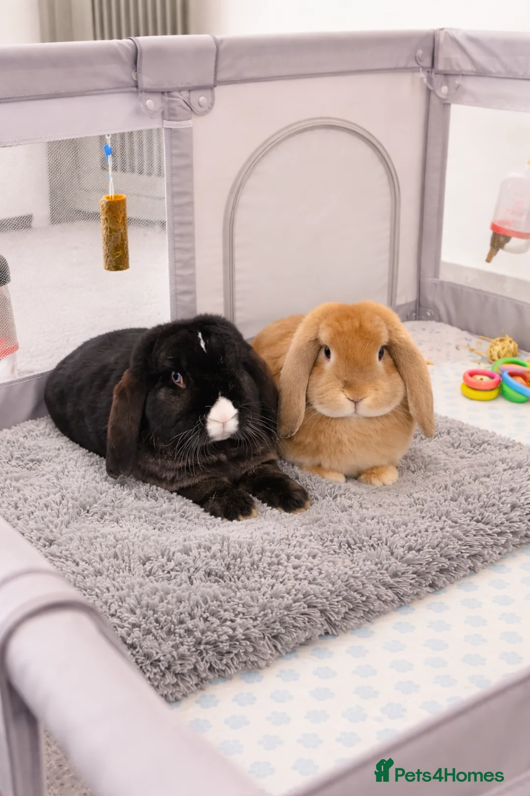 German Lop rabbits for sale: 2 Rabbits  in Manchester - Advert 1