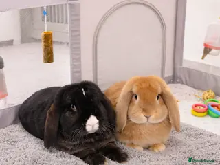 German Lop rabbits 2 Rabbits - Advert 2