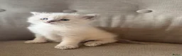 Ragdoll cats for sale: Mischievous trio of gorgeous ragdolls - Advert 17