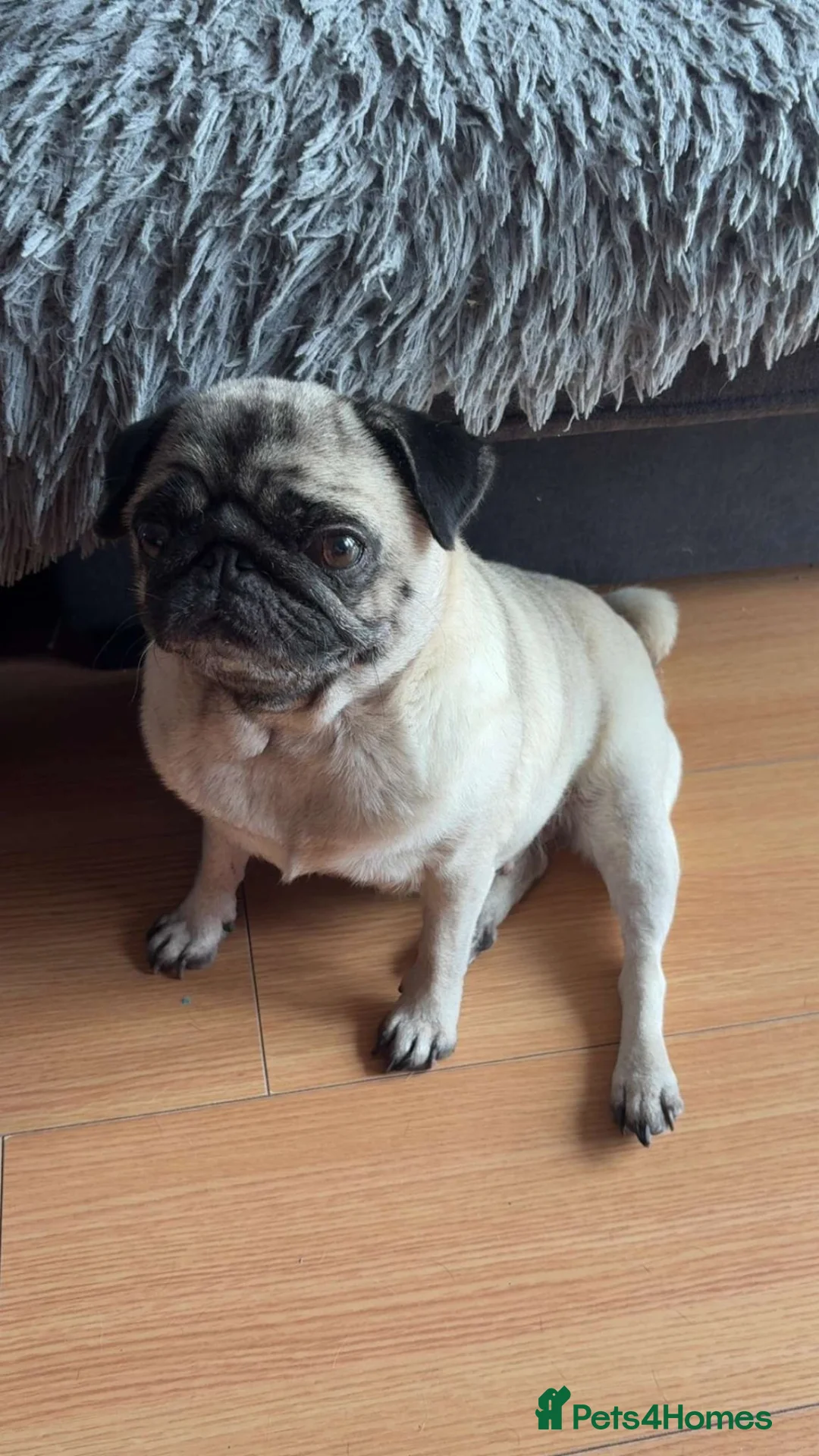 Pug dogs for sale: Loving female pug  in Mexborough - Advert 2