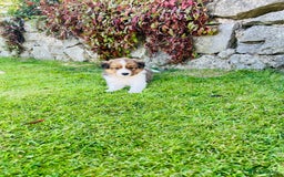 Border Collie dogs for sale: Beautiful border collie puppies for sale  - Image 6