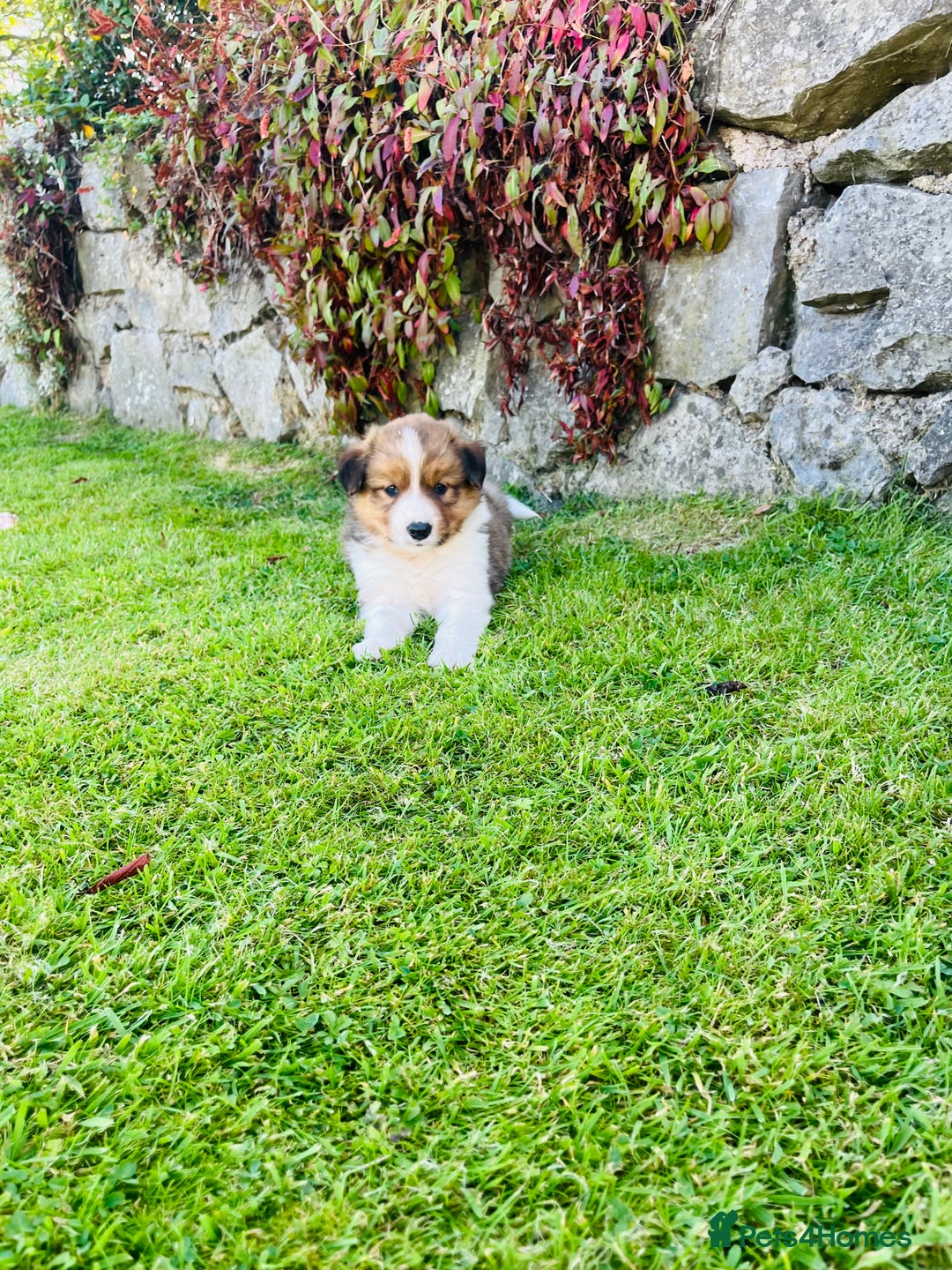 Border Collie dogs for sale: Beautiful border collie puppies for sale  - Image 6
