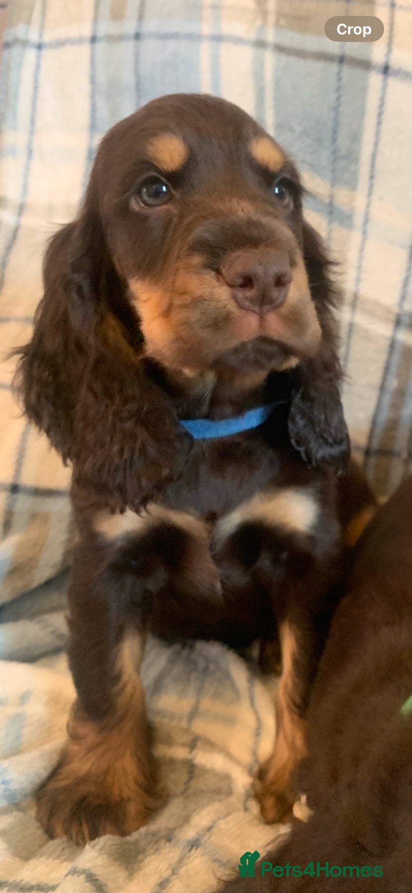 Cocker Spaniel dogs Show type cocker spaniel puppy’s  - Advert 2