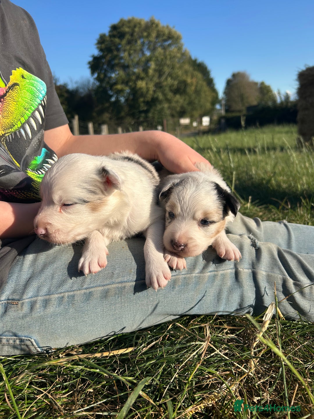 Border Collie dogs for sale: Blue Merle Border Collie Puppies - Image 11