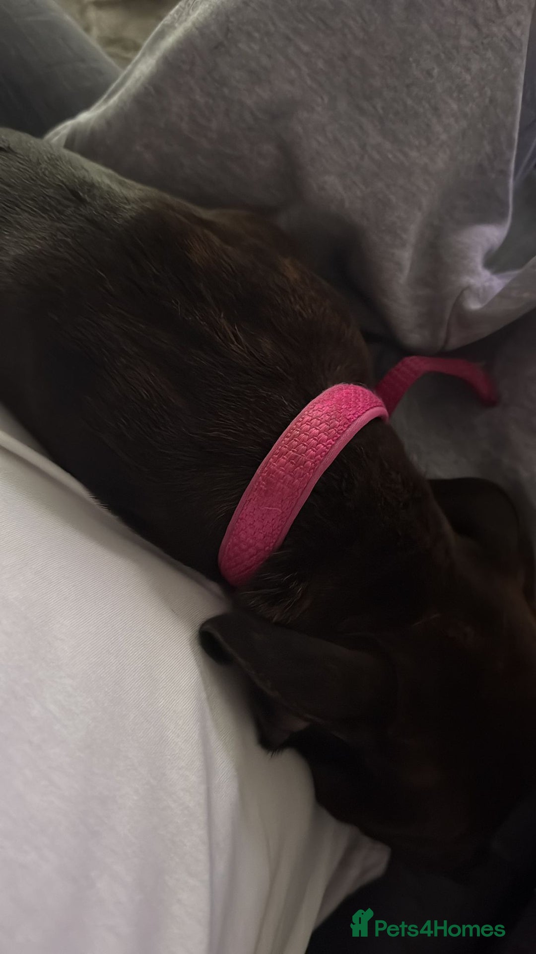 Staffordshire Bull Terrier dogs for sale: 7 month staffy - Advert 1