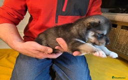 Siberian Husky dogs for sale: Siberian husky pups  - Advert 18