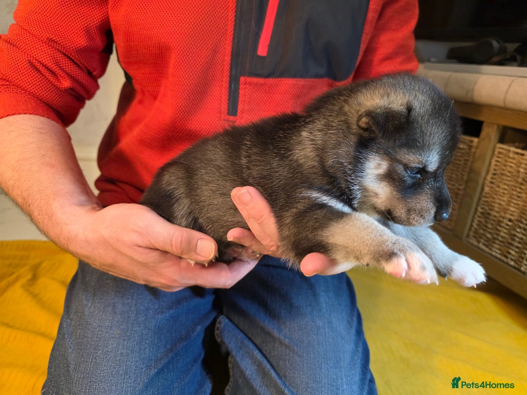 Siberian Husky dogs for sale: Siberian husky pups  - Advert 18