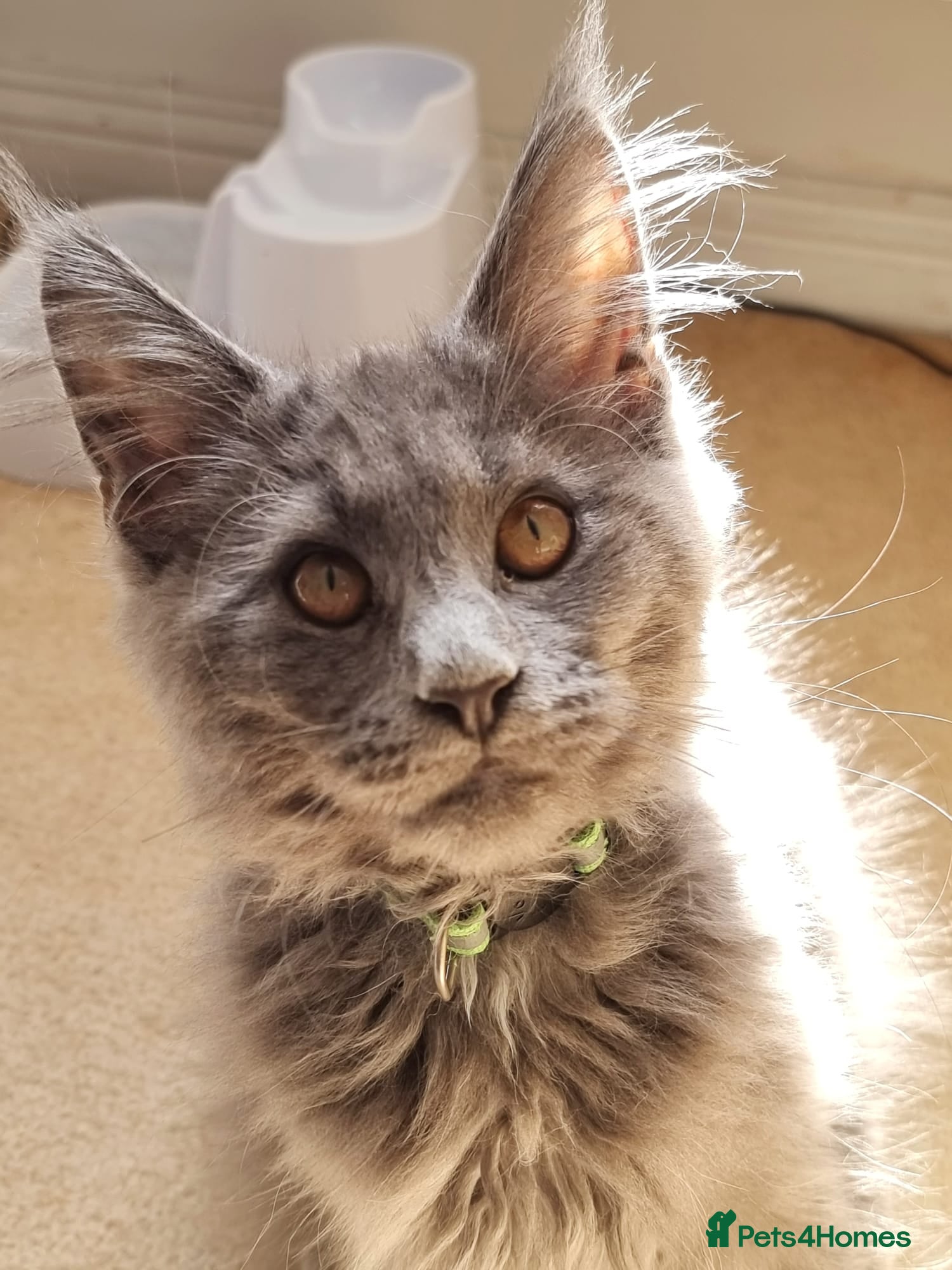 Maine Coon cats Only 3 left- Beautiful Maine Coon kittens - Advert 2