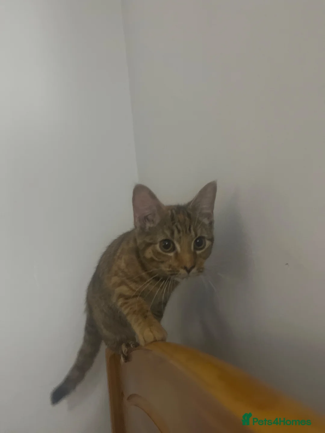 Mixed Breed cats for sale: Bengal cross kittens  - Advert 2