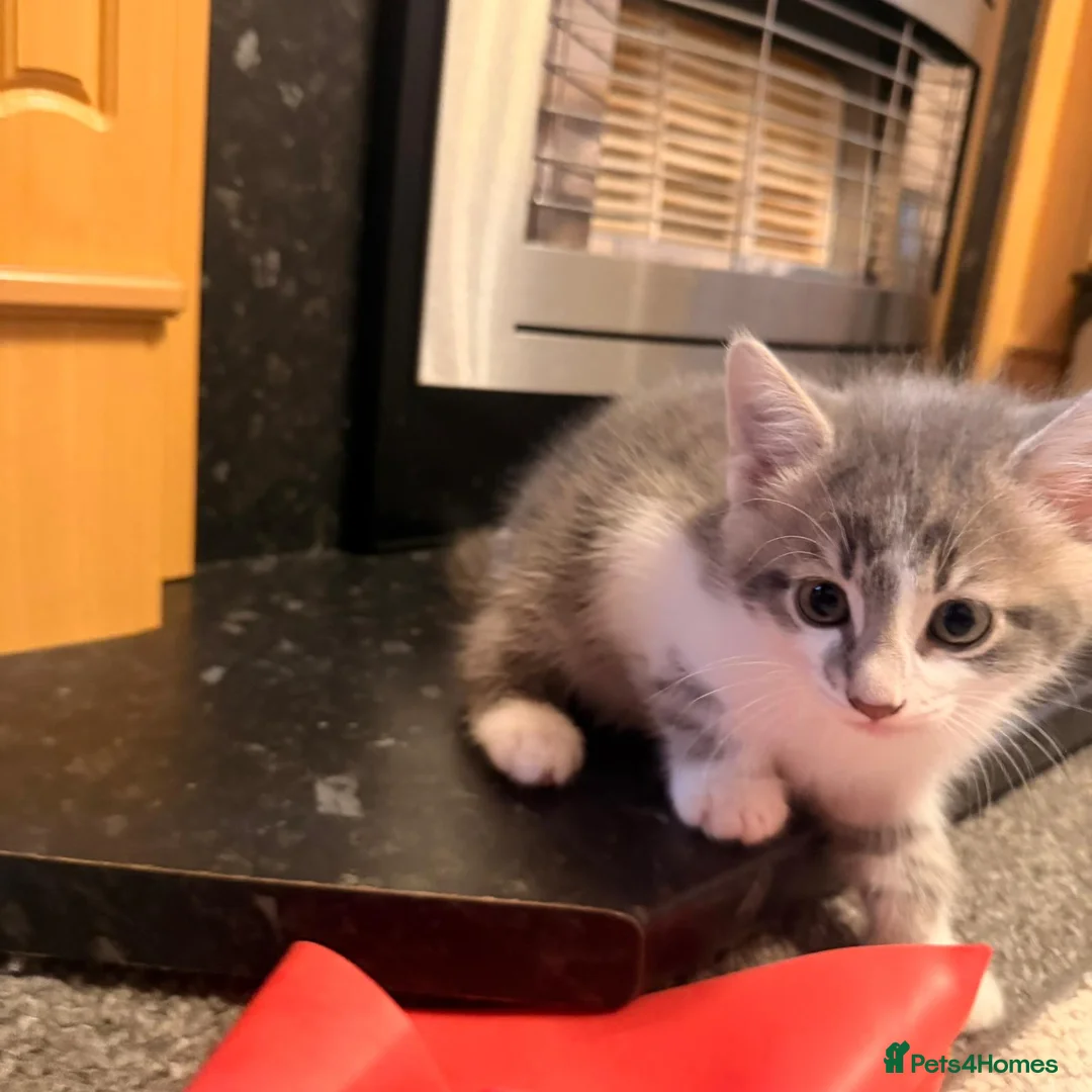 Domestic Shorthair cats for sale: Verry friendly  - Advert 8