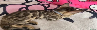 Bengal 4